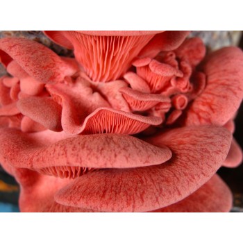 Agar Plate Pleurotus salmoneo-stramineus Pink oyster 